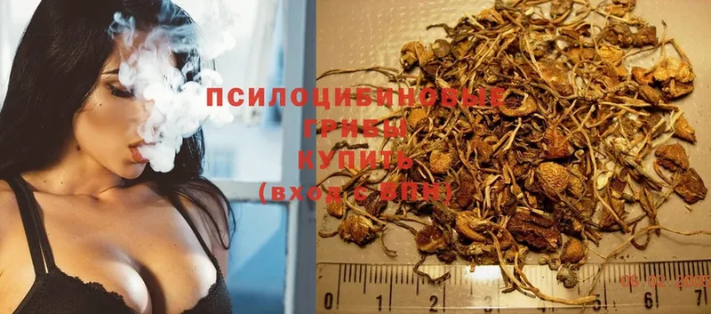 Псилоцибиновые грибы Psilocybine cubensis  Пятигорск 